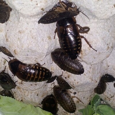 the roach queen roachesqueen twitter