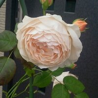 myumyu (@myumyunail) Twitter profile photo