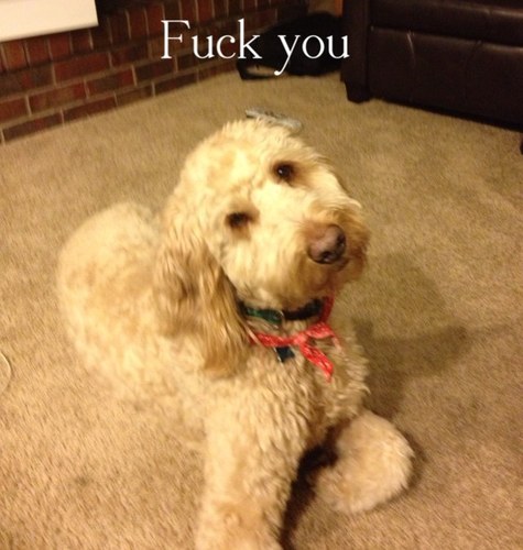 degenerate dog