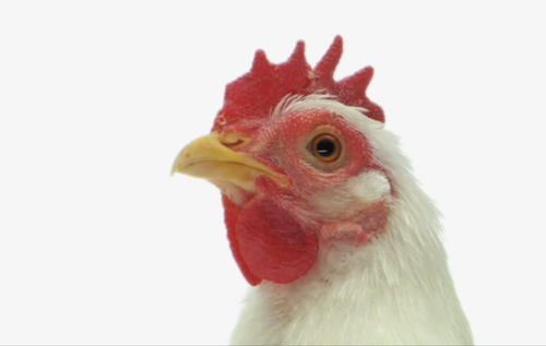 Marthathehen's profile picture. 