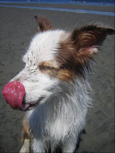 I'm a 2 year old Mini Aussie dog, live in Canada with Joanne, Chris, Thomas, Brie and Livi!