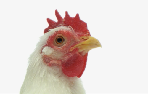 Betsythehen's profile picture. 