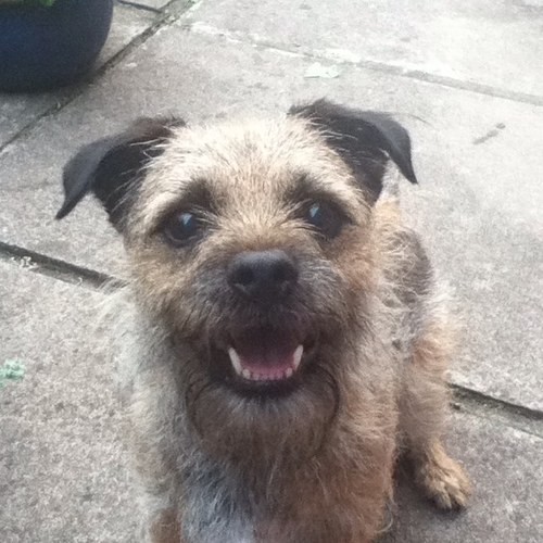 I am Jim, Born April 2007. Luv chasing squirrels, sleepin & eating, & love my human mum.x