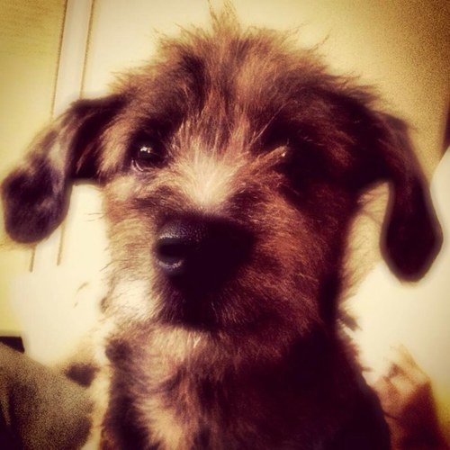Adopt Don’t Shop!  #Rescue