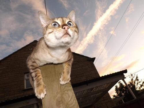 jackieecass's profile picture. live on the isle of wight , married , have 2 mad bengal cats