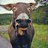 miguelcarrillos's profile image