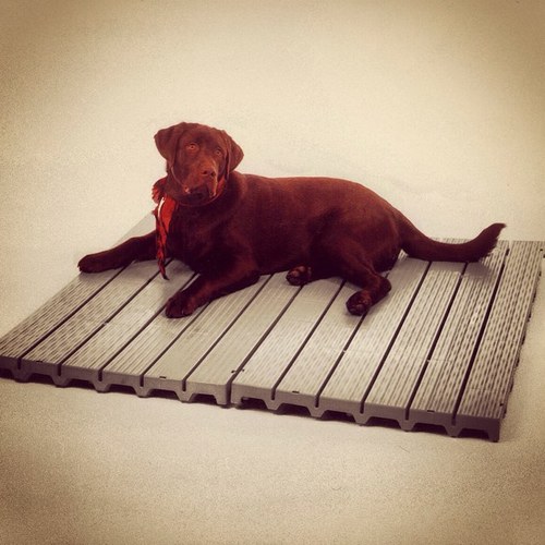 The Kennel Deck Co. specializes in flooring for dogs who may lay on less desirable surfaces such as concrete or the muddy ground.  Keeps them high and dry.