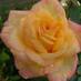 Kay Probyn (@kayprobyn) Twitter profile photo