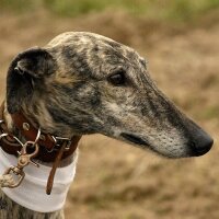 Galgos y Galgueros (@blogalgos) 's Twitter Profile