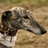 blogalgos's profile image