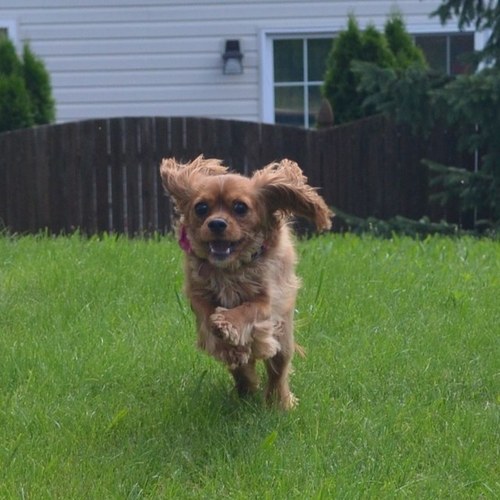 tlschmoyer's profile picture. 