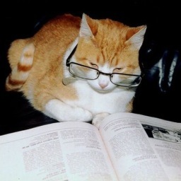 MayoMadd's profile picture. Who killed Johnny Beardy?