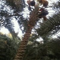 مجاديف اﻻهوار (@amnahalturki) 's Twitter Profile