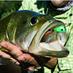 allwaterguides (@allwaterguides) Twitter profile photo