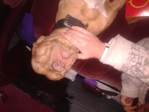 Wish I could rescue an rehabilitate every thrown away Pit i come across