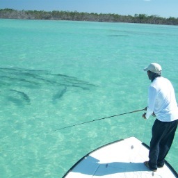 foxchase74's profile picture. 