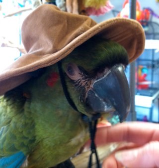 parrotemporium's profile picture. Owner of The Parrot and Bird Emporium located in Soutwick Ma.