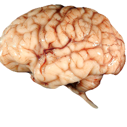 MeditativeBrain's profile picture. Geeking out with our brains, meditation, Buddhism, culture and science since 2013.