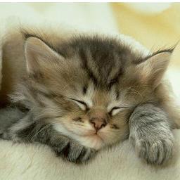 mellywo2011's profile picture. 