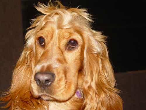 leo_cheva's profile picture. 