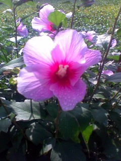 gisa0709's profile picture. 