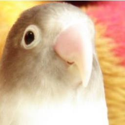 ボタニカルインコ