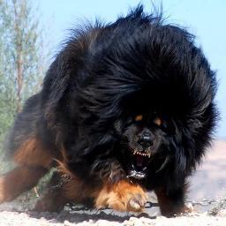 History Politics Science RocknRoll Anything interesting & relevant Currently fightin Melanoma skin cancer...USAF Veteran **Profile picture is a Tibetan Mastiff!