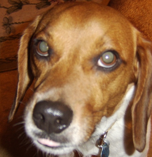 Elvisthebeagle's profile picture. 