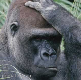 mokomboso's profile picture. «Zela, zela ! Mokomboso azanga mokila» (À avoir trop attendu, le gorille n'a pas reçu de queue). Proverbe africain invitant à ne pas manquer le coche.