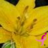 lilly_134's profile image