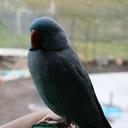 Judy Ferris - @ferris_judy - Twitter