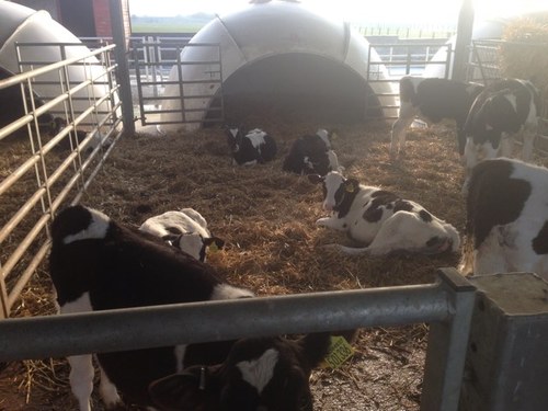 dairy farmer in SW Scotland