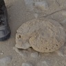 erez_lidor's profile picture. Striding