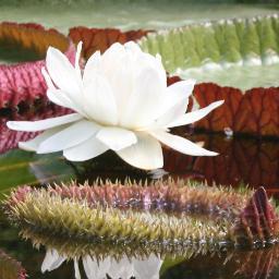 Nederlandse Vereniging Botanische Tuinen | 25 tuinen door heel Nederland | schatkamers biodiversiteit | Planten voor de Toekomst