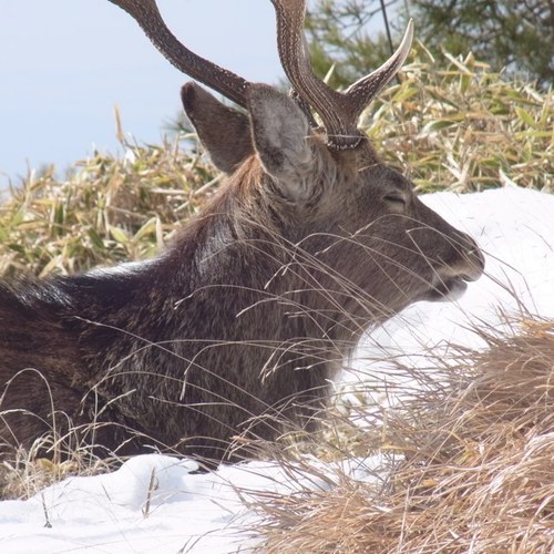 nekomasato's profile picture. 今年は、しばらく自転車に乗らない予定です。

I will not ride a velo for a long time