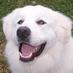 Bigg Whitey (@biggwhitey) Twitter profile photo