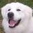 BiggWhitey's profile image