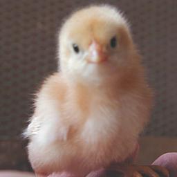 sendtou's profile picture. Podcastを聞いてその延長で始めました。