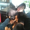 robin krause - @KrauseRobin - Twitter