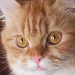 Alfietheladycat Profile Picture
