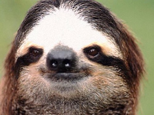 FREE FOLLOWS FROM A SLOTH TO MY HOMIEz