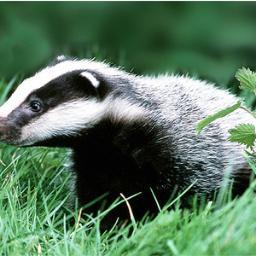animalwatchuk Profile Picture