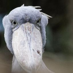 tonio_verdy's profile picture. 東京ヴェルディ関連ツイートがほとんどです。