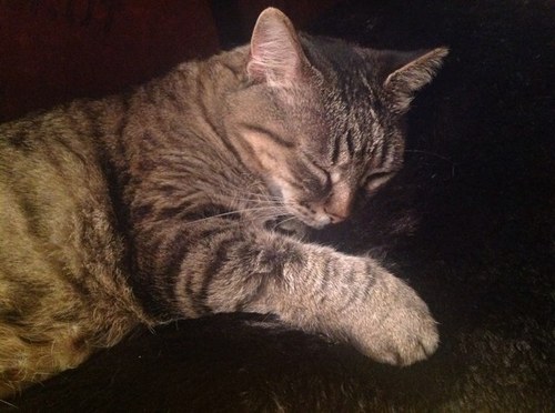 Anthropologist; Writer; Lover of cats and music; Addicted to Wikiwalks;