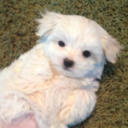 Opal Bennett - @bennett_opal - Twitter