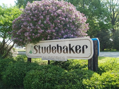 StudebakerNsy's profile picture. Studebaker Nurseries, Inc., is a full line, 1200 acre Wholesale nursery located in New Carlisle, Ohio.