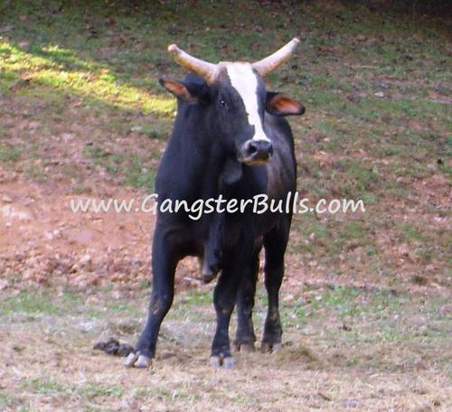 2007 PBR World Champion Bucking Bull