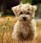 love animals. Going to school to be a vet. In 8th grade at the moment.