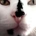 Julie Stuart (@juliefstuart) Twitter profile photo