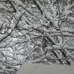 candibar369's profile picture. 